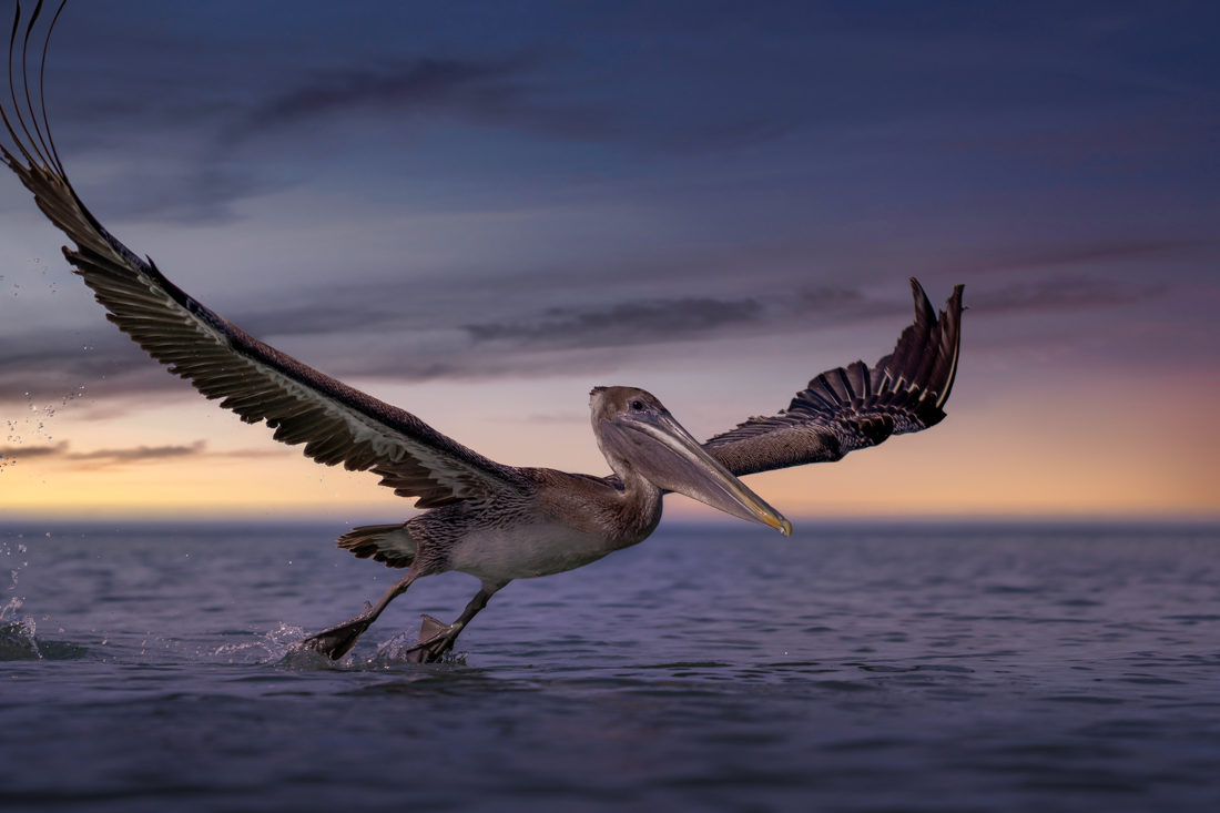 Pelican Chase