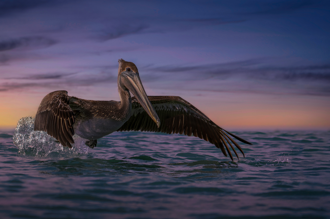 Pelican Chase