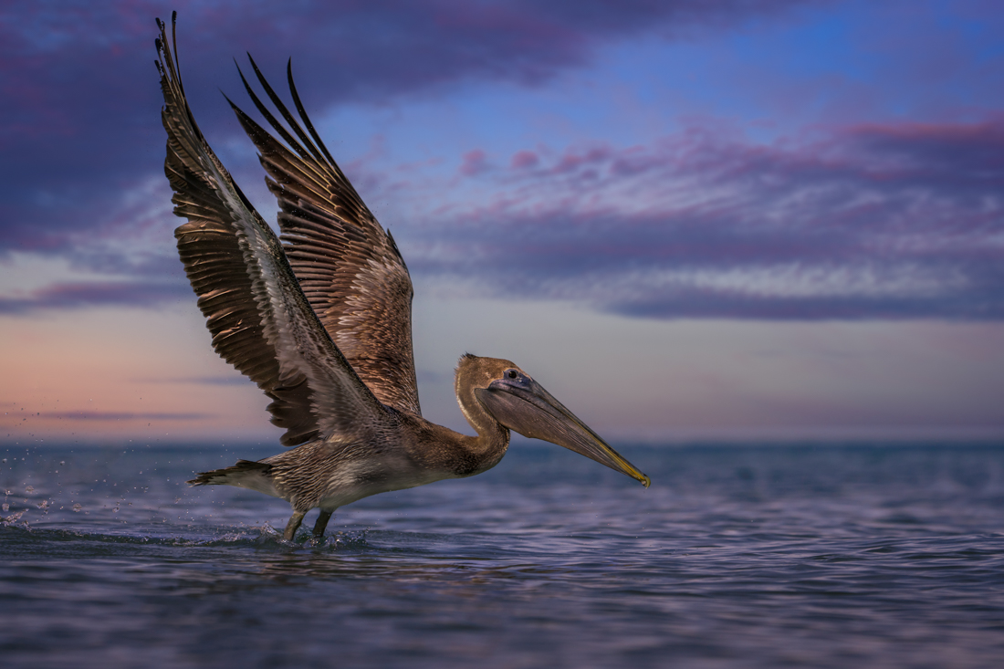 Pelican Chase