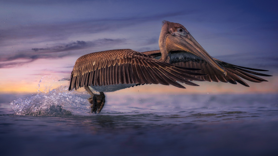 Pelican Chase