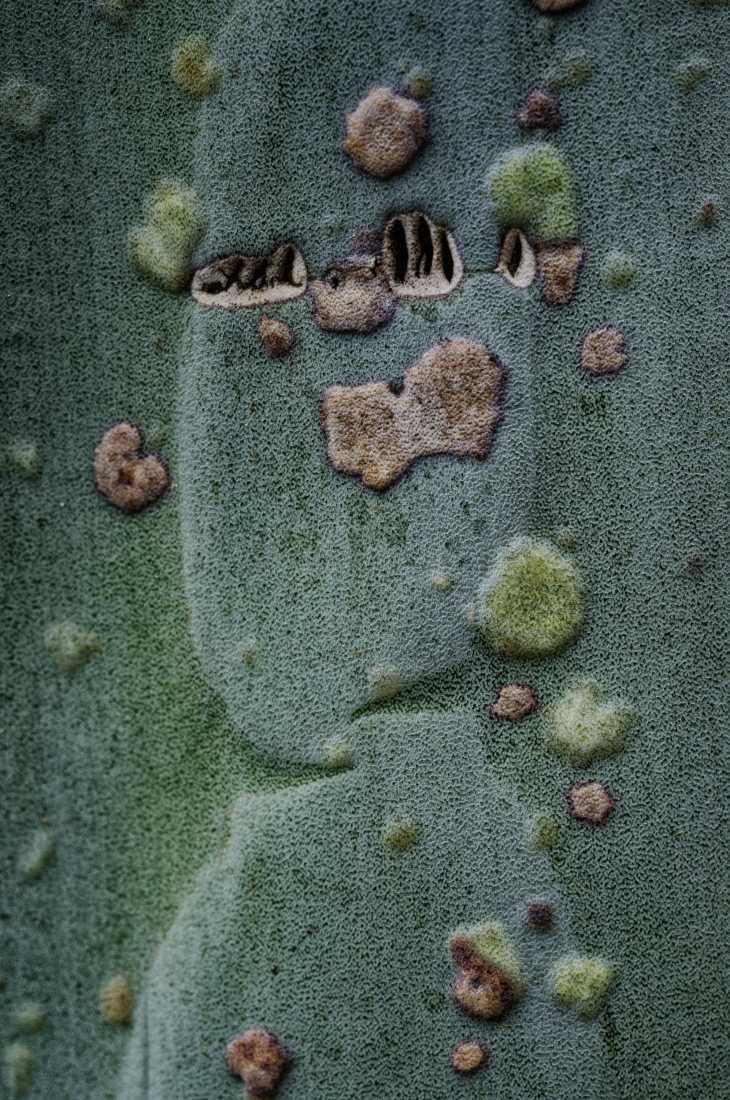  beauté piquante