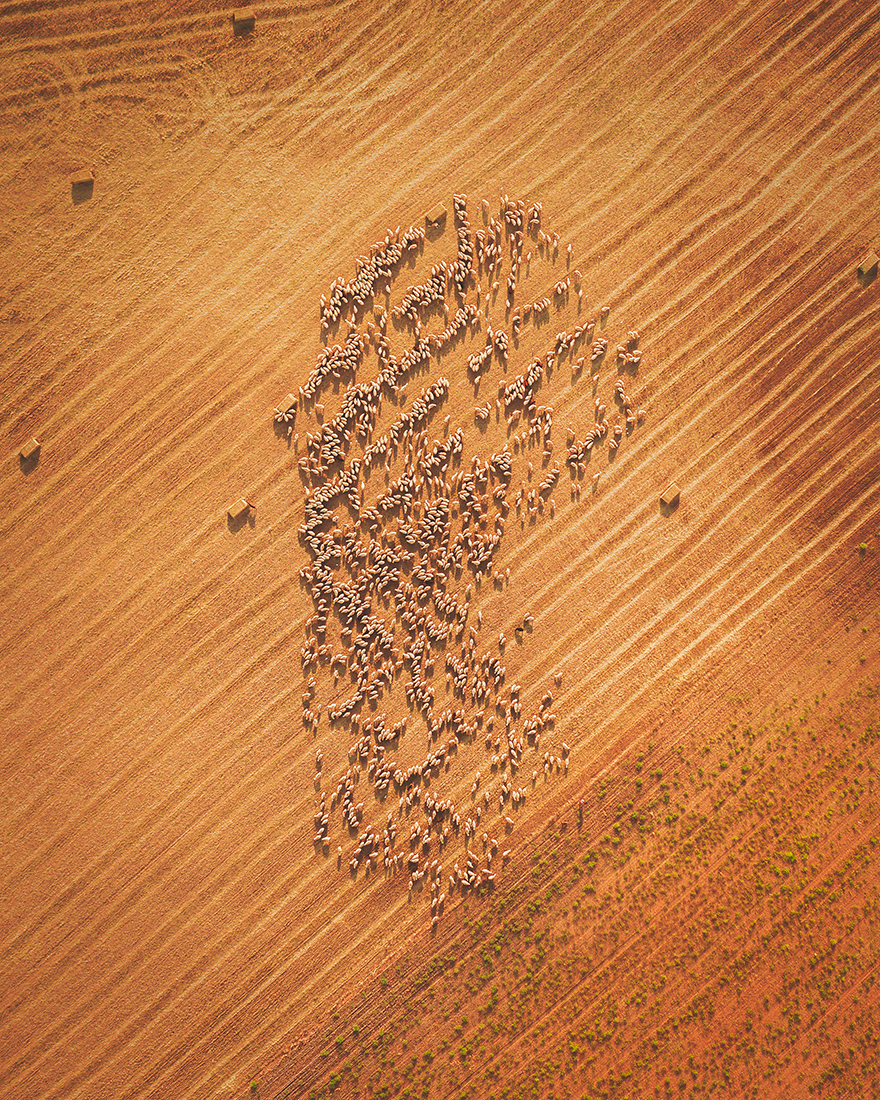 Cloud of Sheep