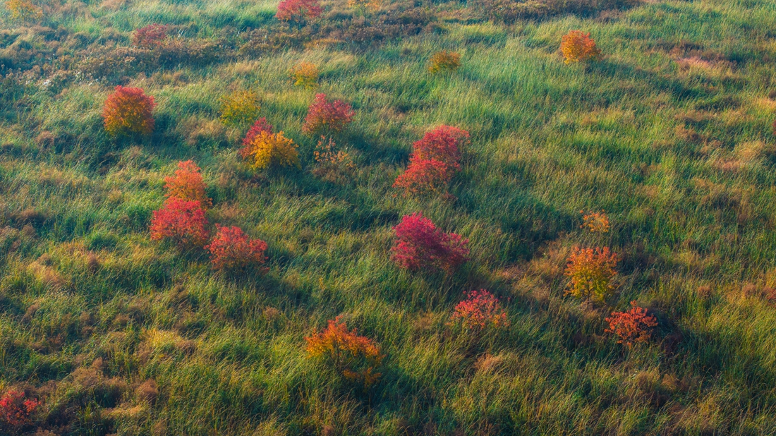 Red leaves in winter