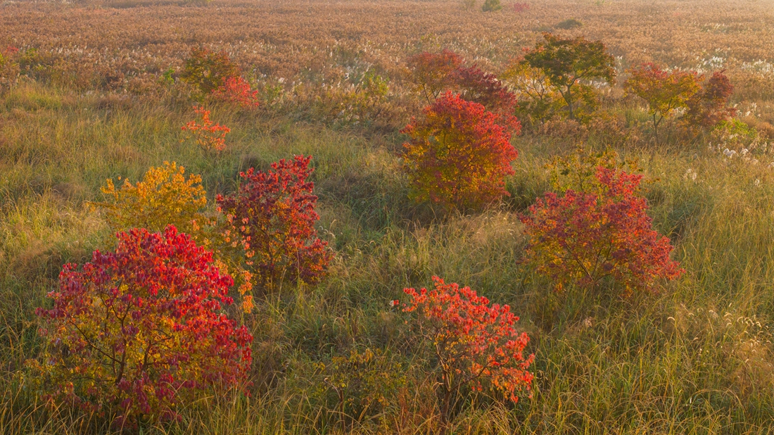 Red leaves in winter