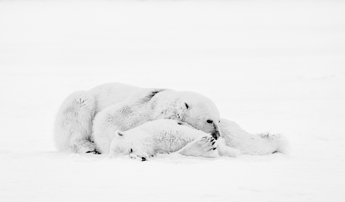 How a bear came to mourn