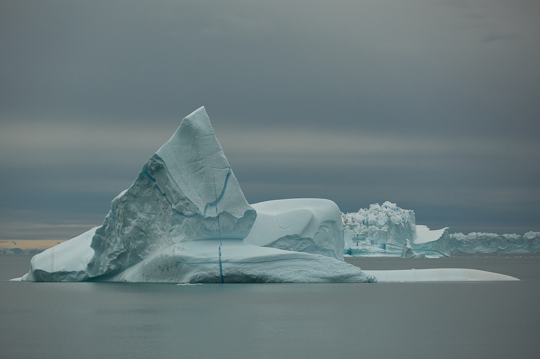 Arctic Grey