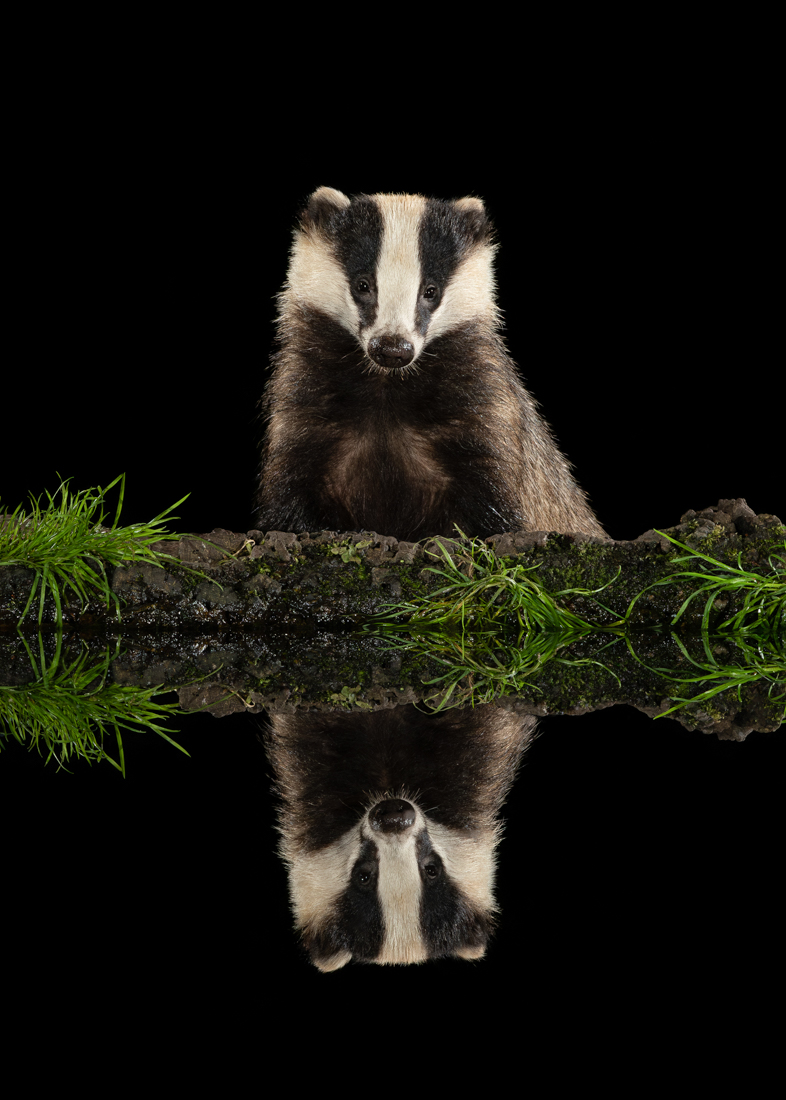 Badger Reflecting on Life