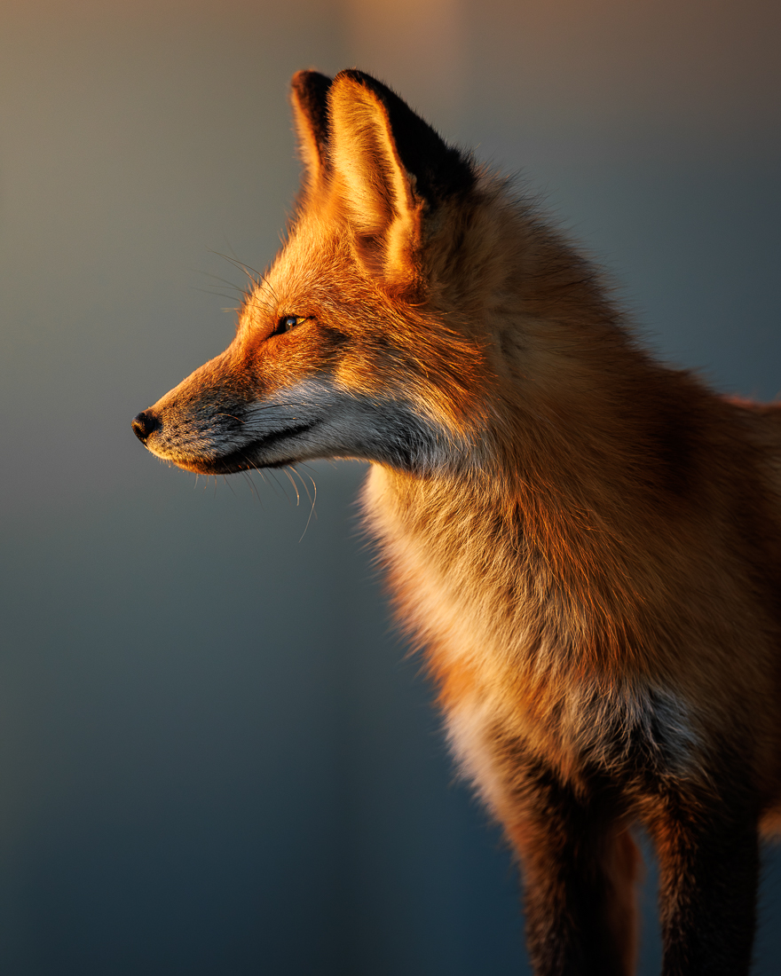 Red fox admires a new sunrise