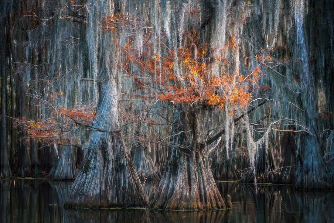 Magic of the Swamps