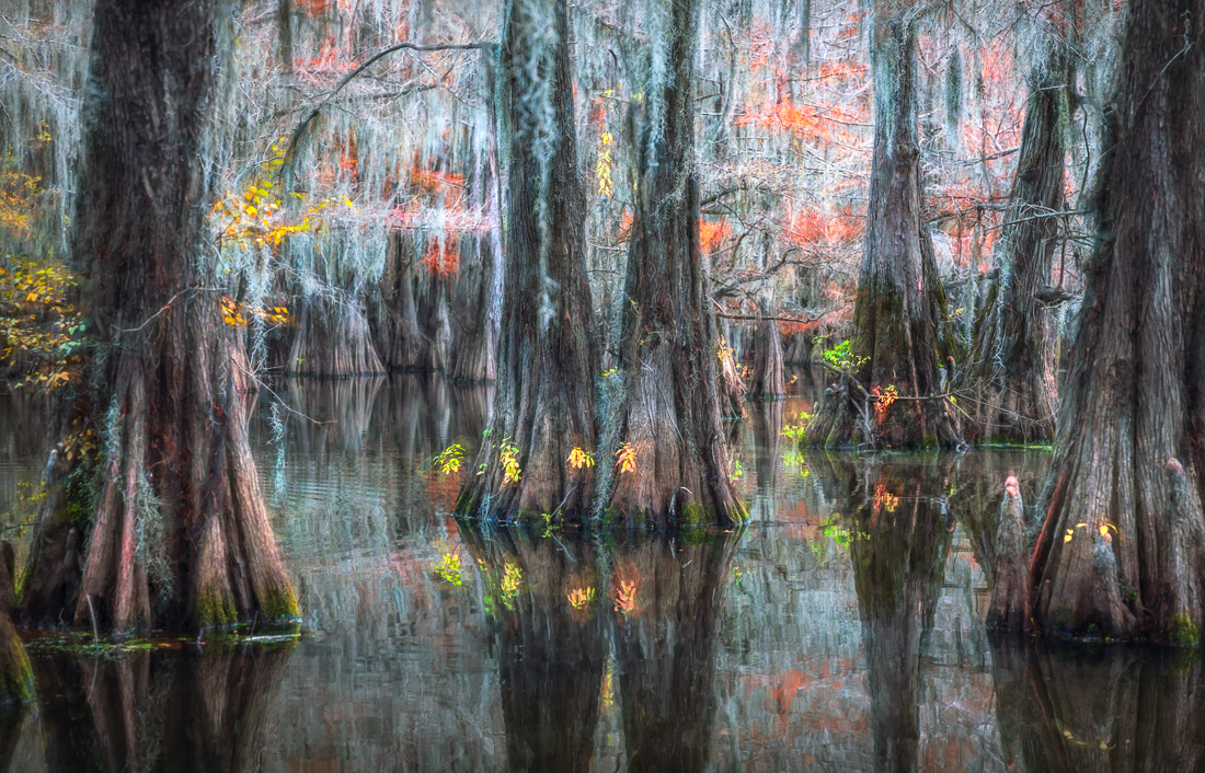 Magic of the Swamps