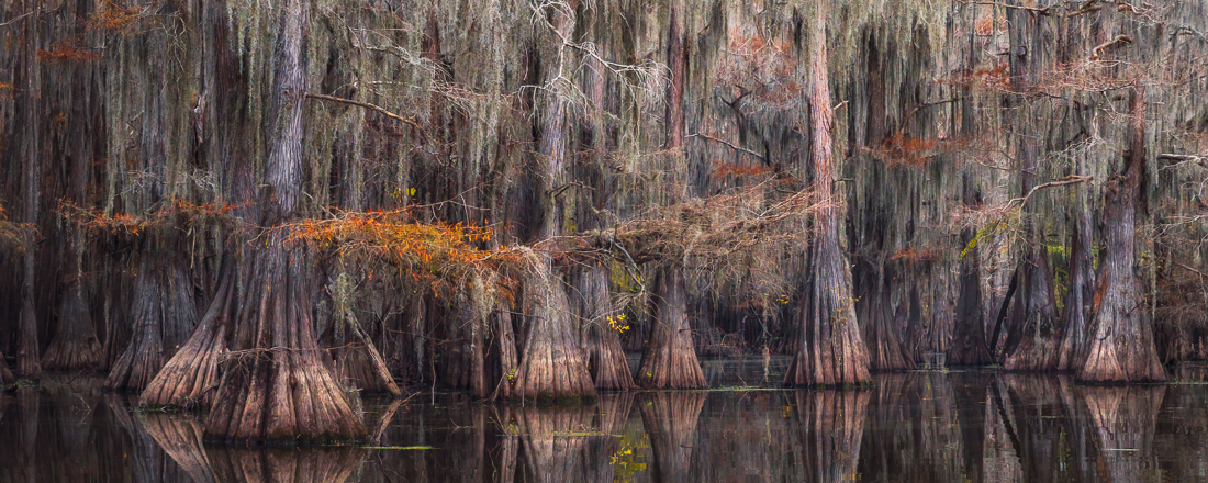 Magic of the Swamps