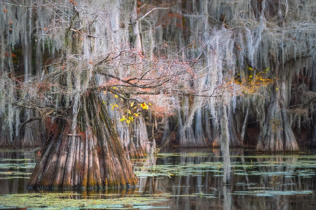 Magic of the Swamps