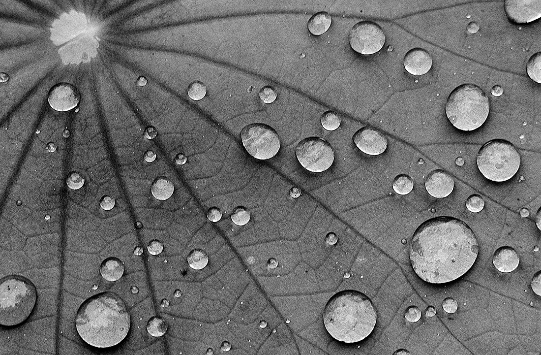 On the Surface of Lotus Leaves