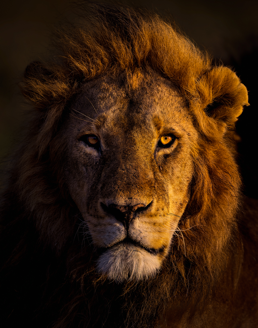 Portrait of the King