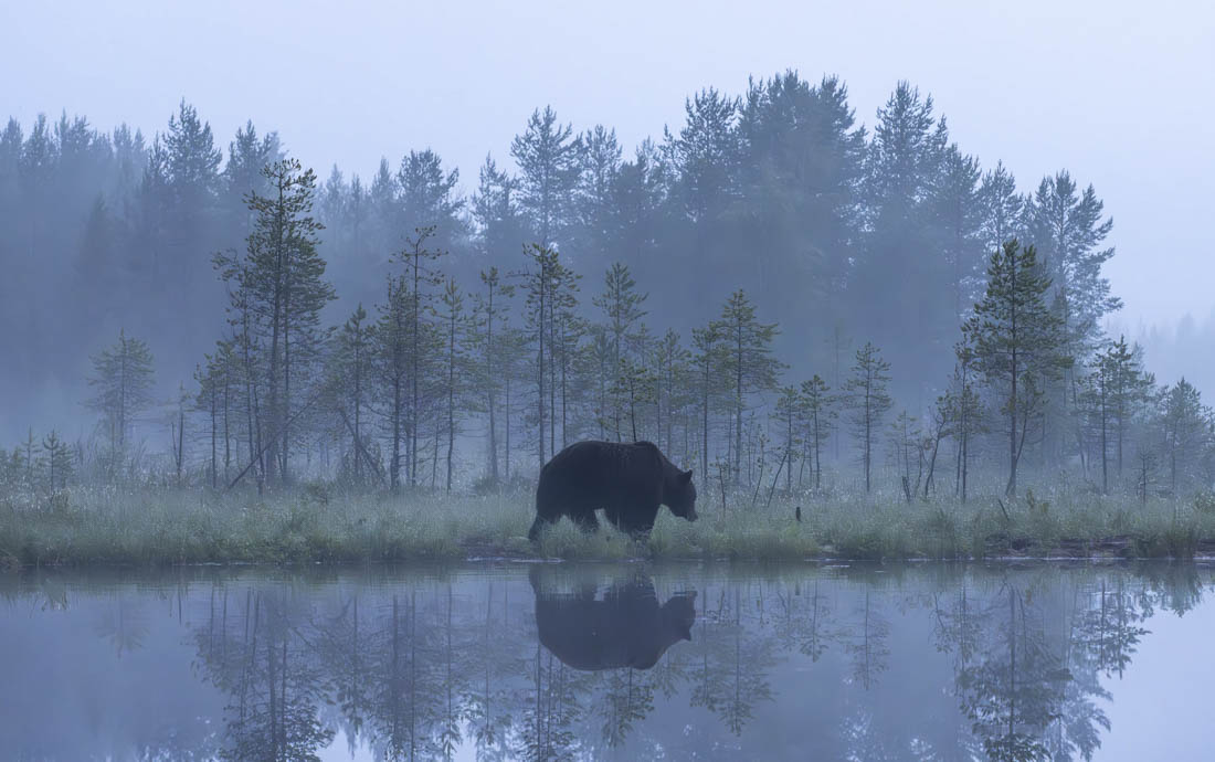 Silent Stroll in the mist