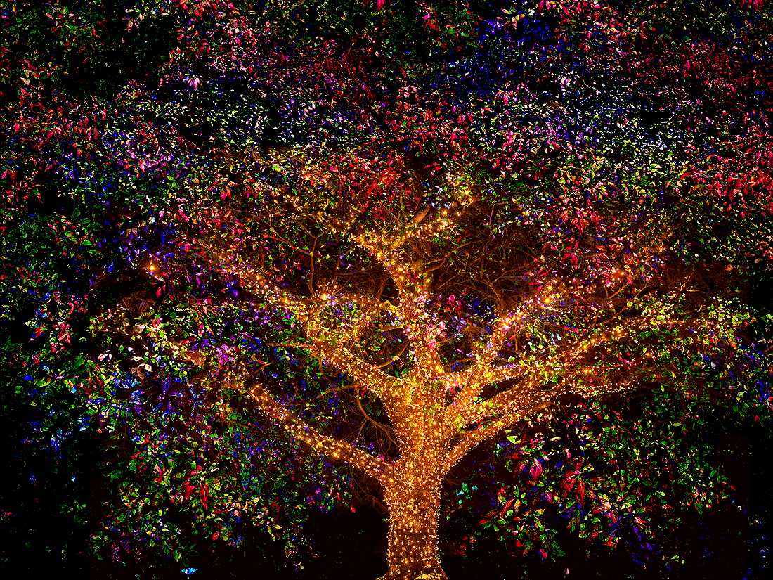 COLORFUL TREE