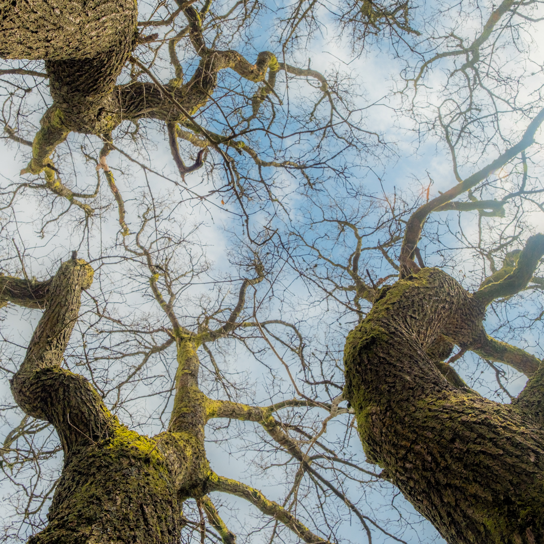 Tree Tops