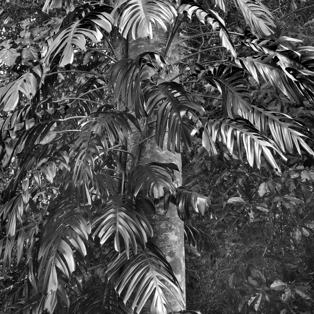 Daintree RainForest