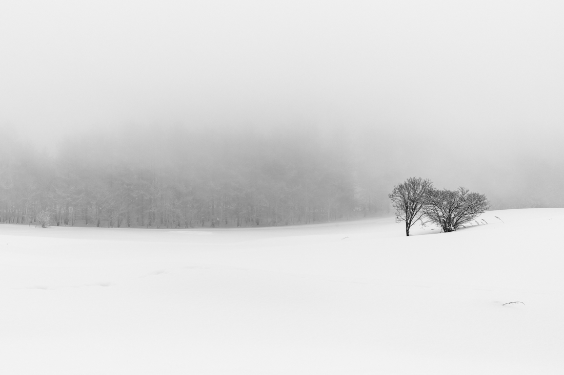 Story of snow and trees