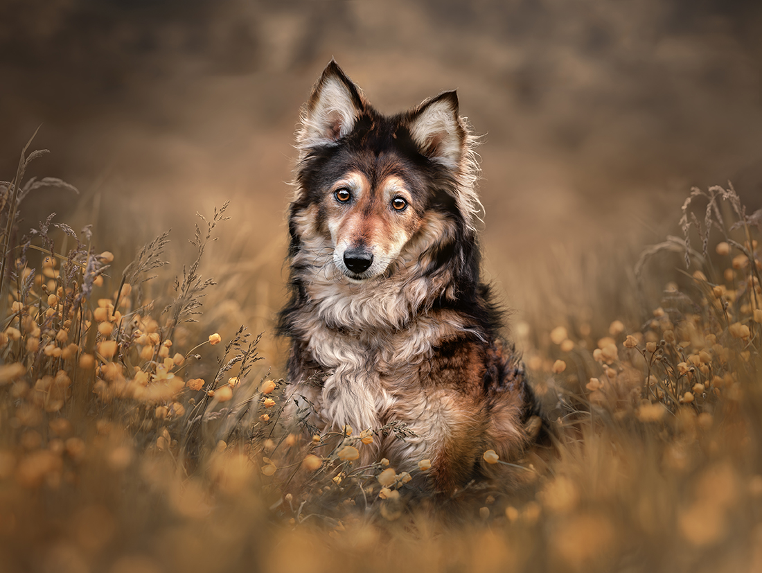 (Wild) Amongst the wildflowers