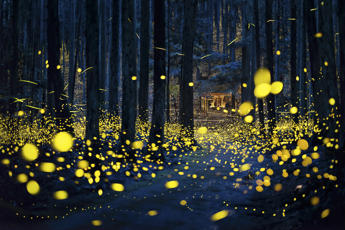 Fireflies flying