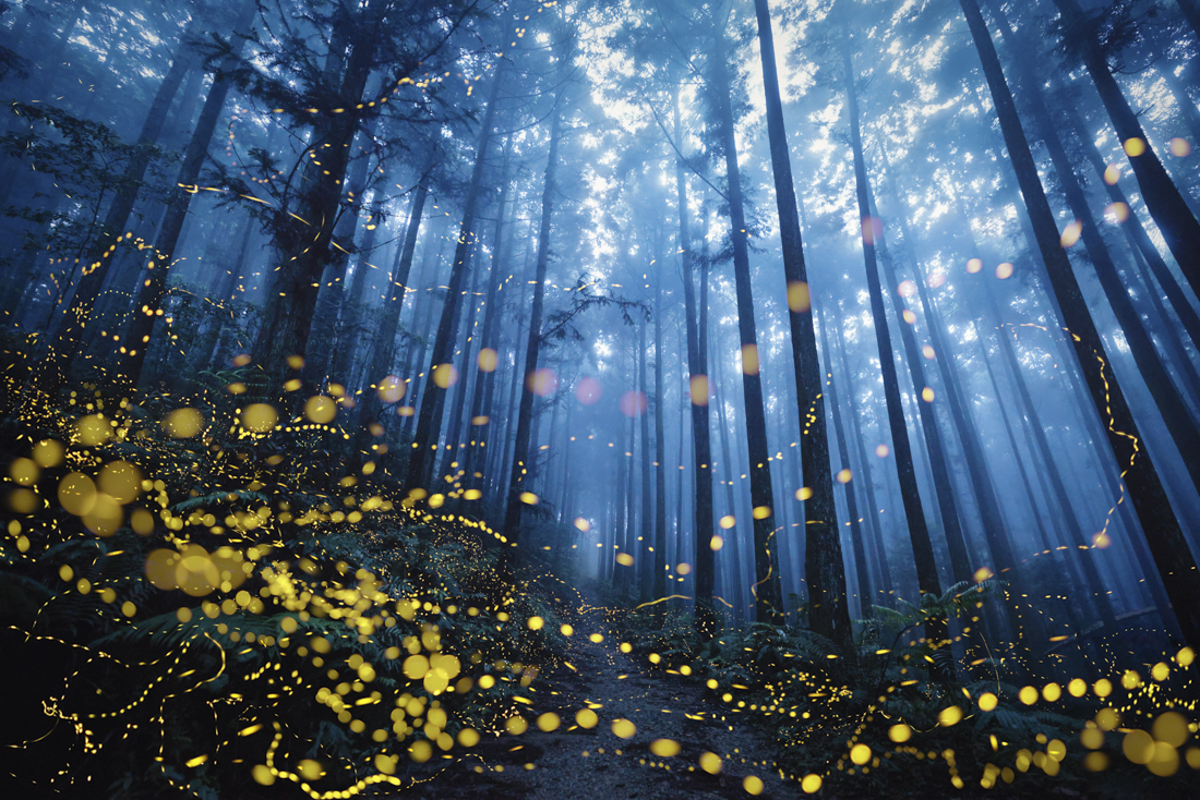 Fireflies flying