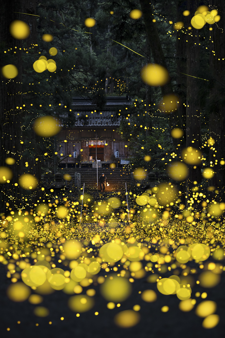 Fireflies flying