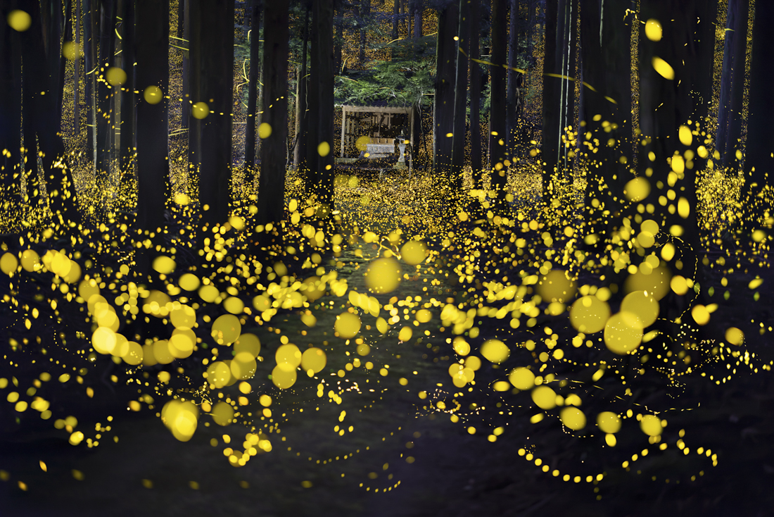 Fireflies flying