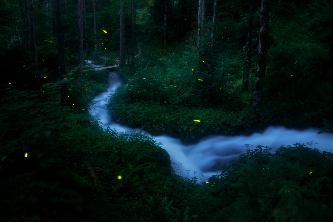 Fireflies 