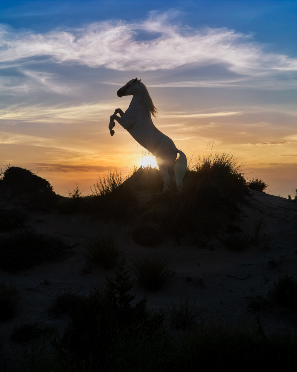 Spirit of the Camargue: The White Horses in Motion