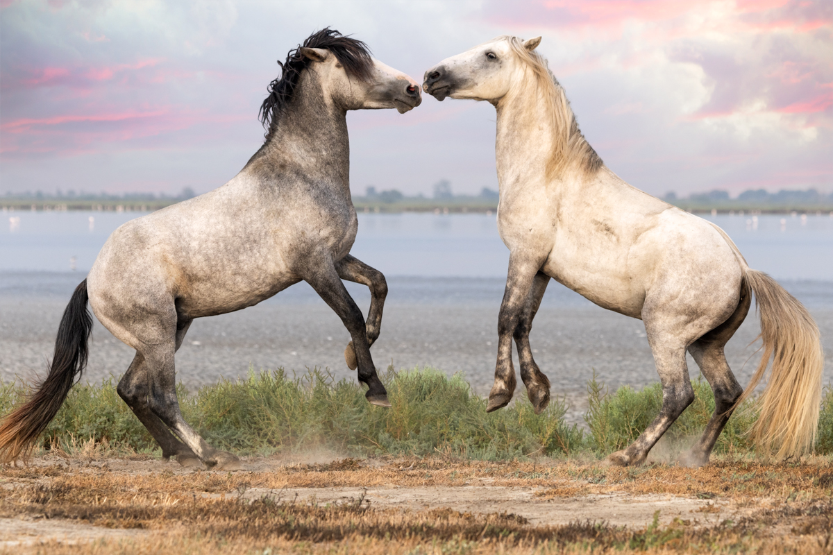 Spirit of the Camargue: The White Horses in Motion