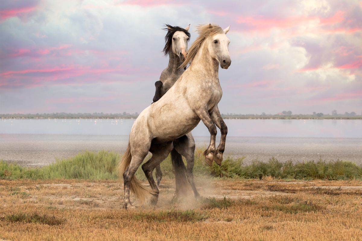 Spirit of the Camargue: The White Horses in Motion