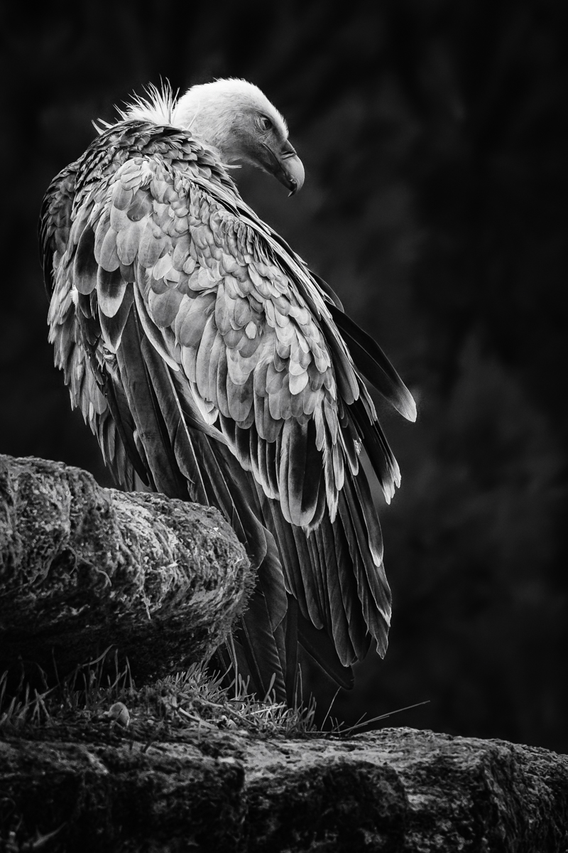 Vulture