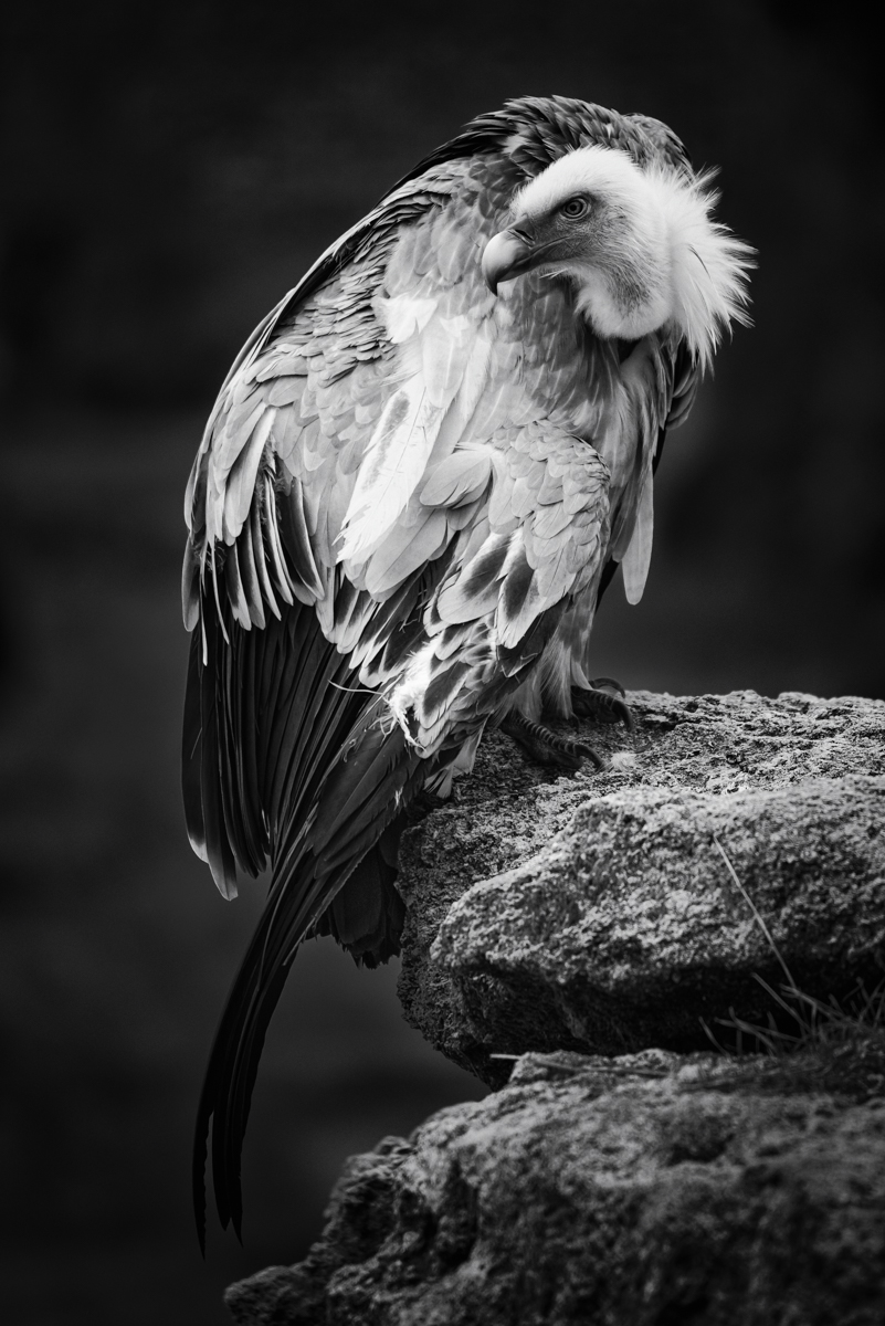 Vulture