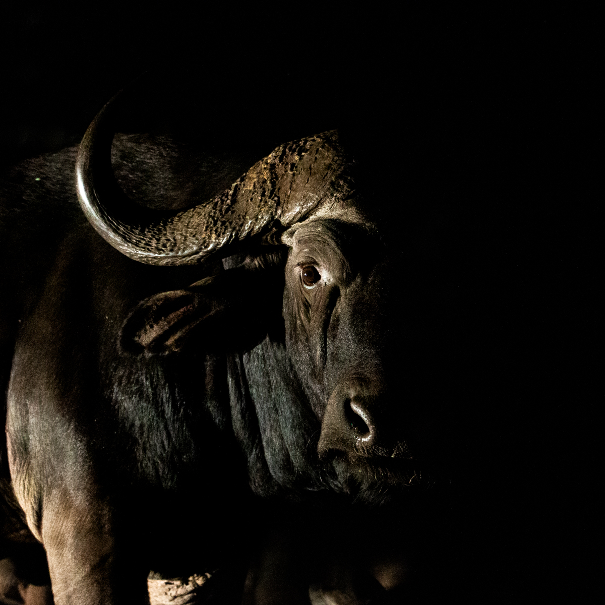 Buffalo in the dark