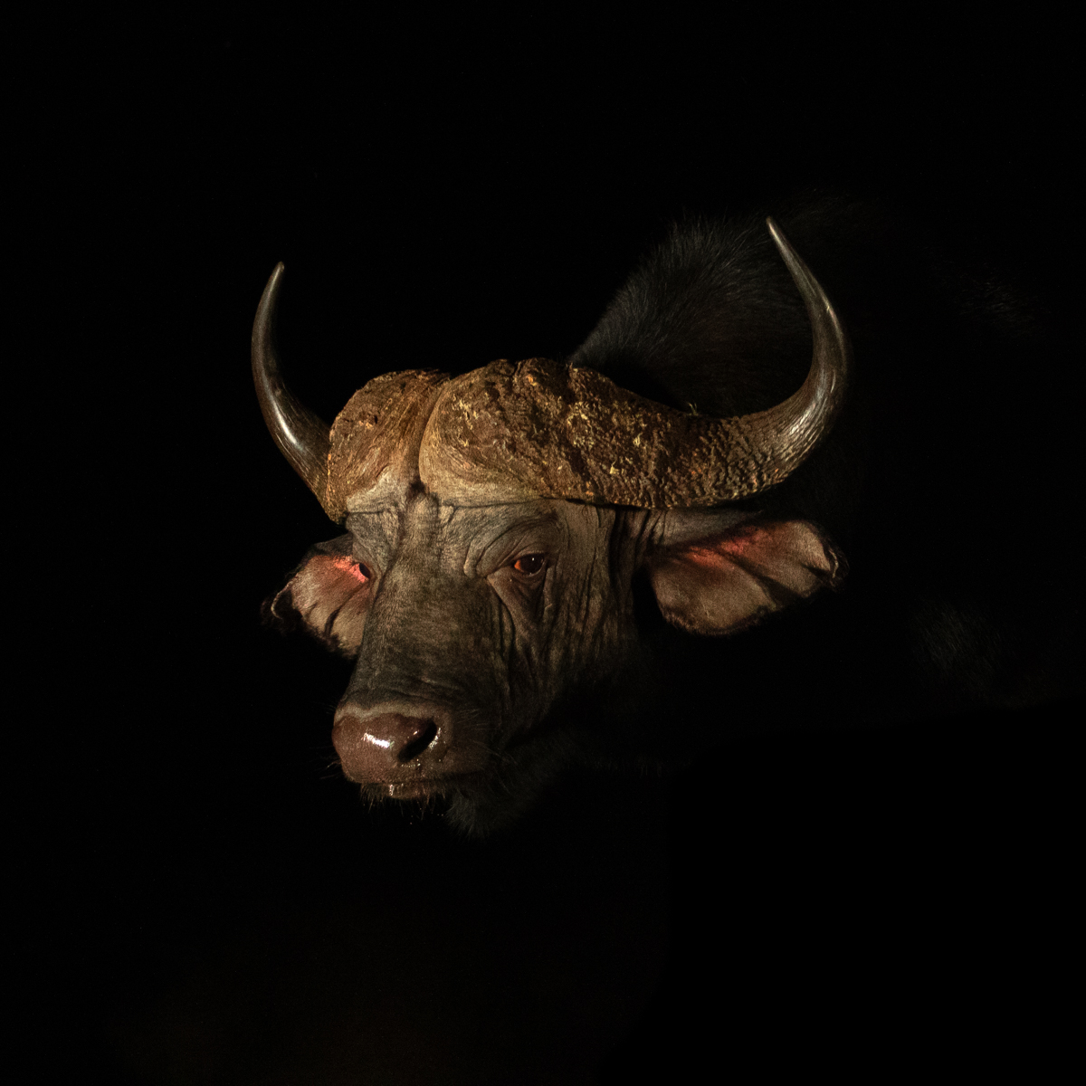 Buffalo in the dark