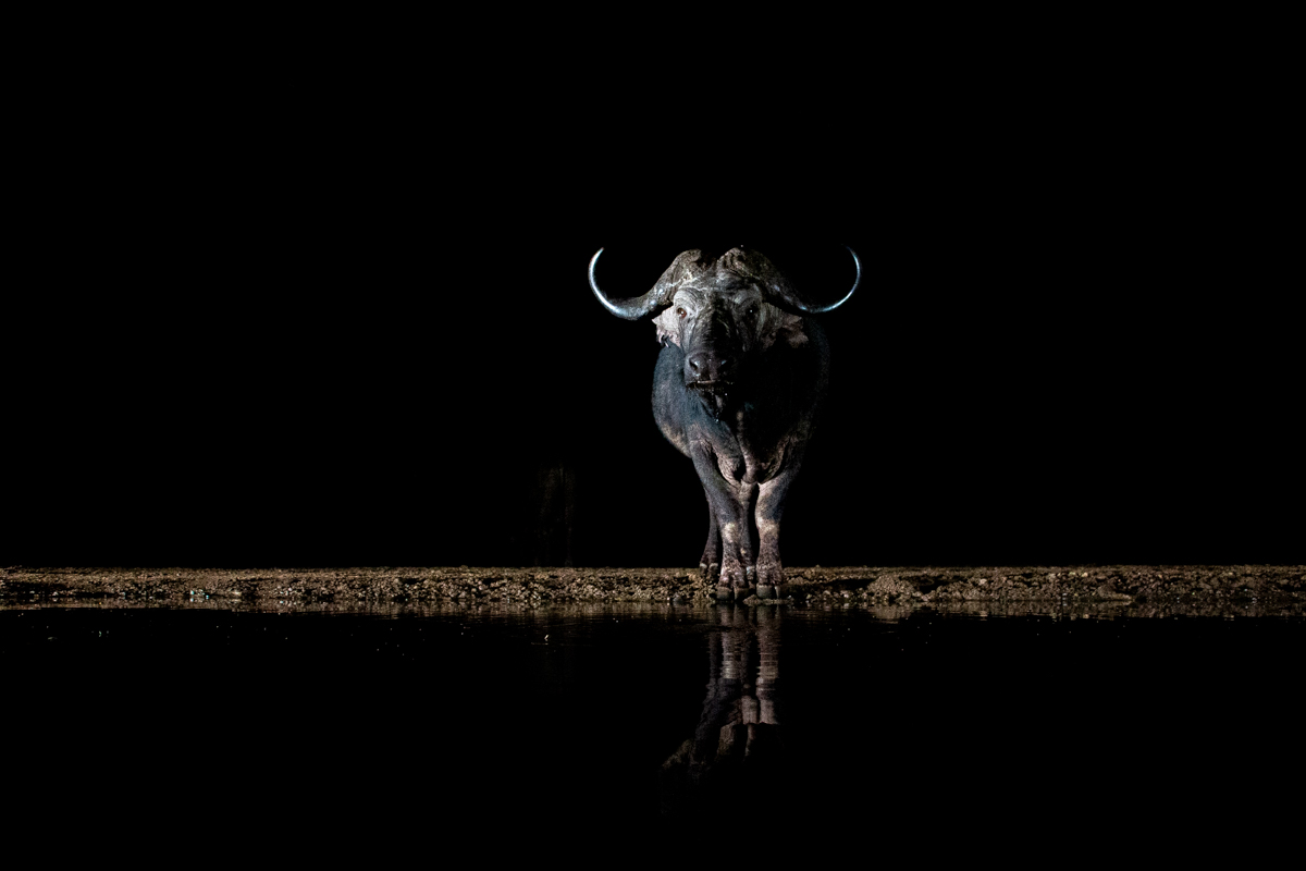 Buffalo in the dark