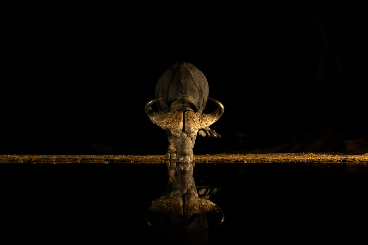 Buffalo in the dark