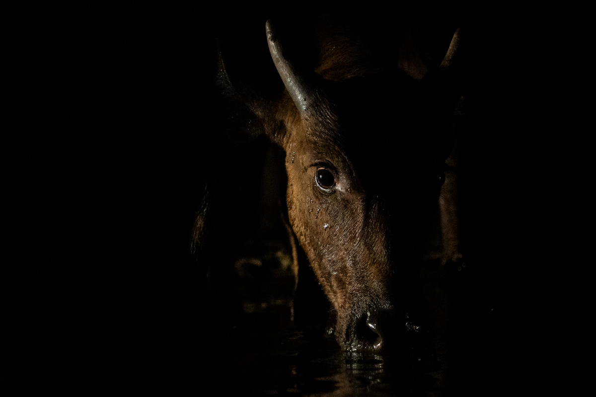 Buffalo in the dark