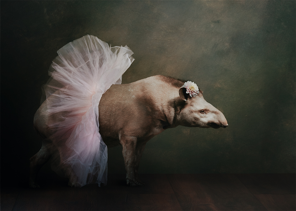 Tutu Tapir