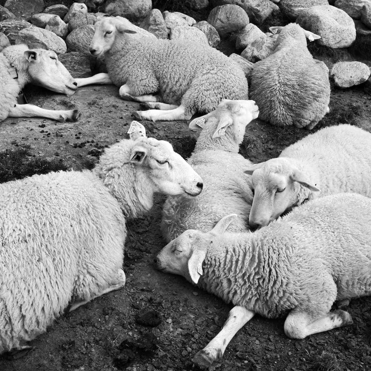 Animal community