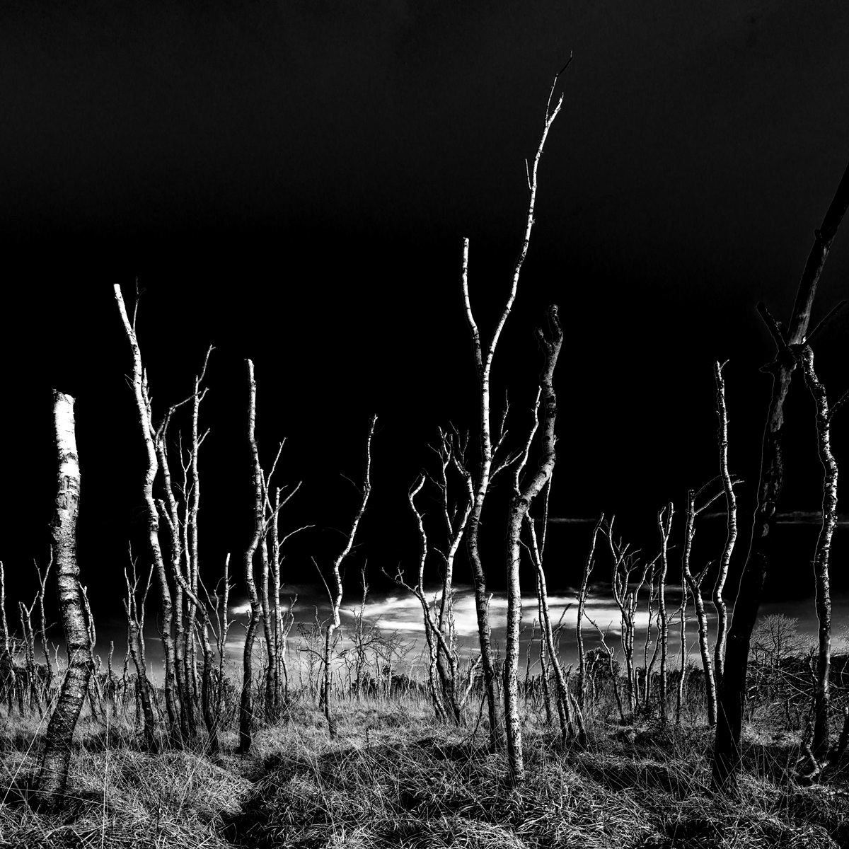 Birches