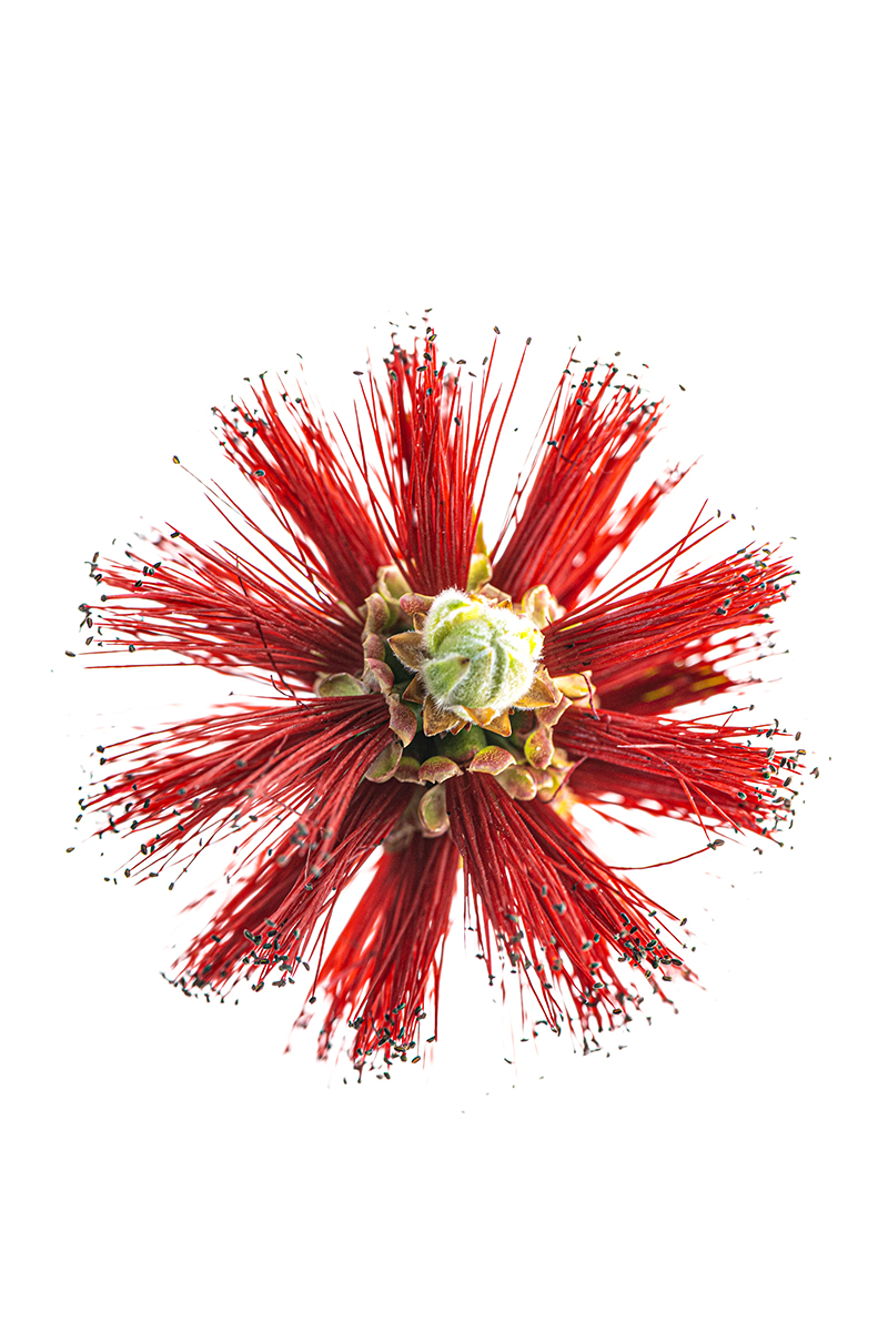 Flora