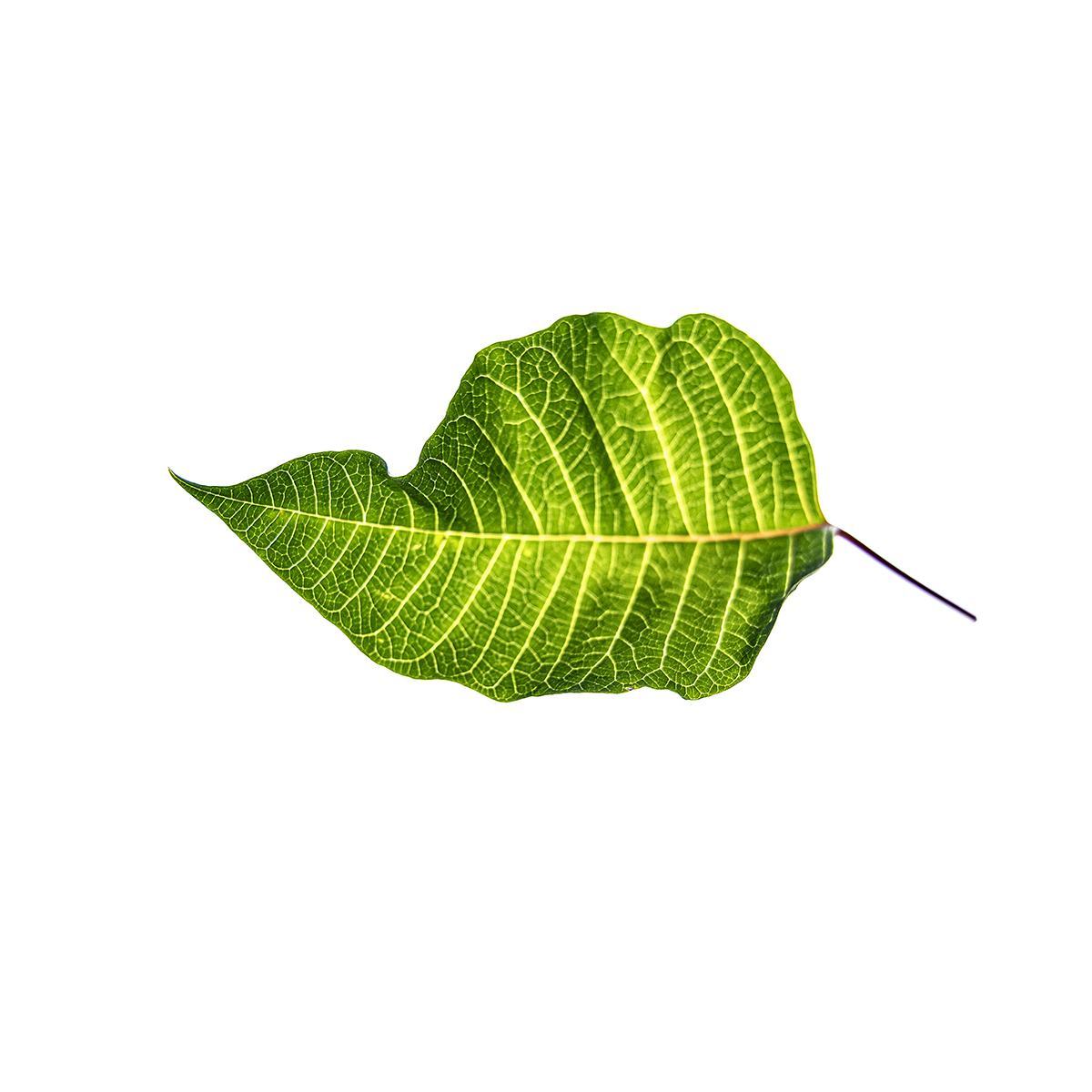 Flora