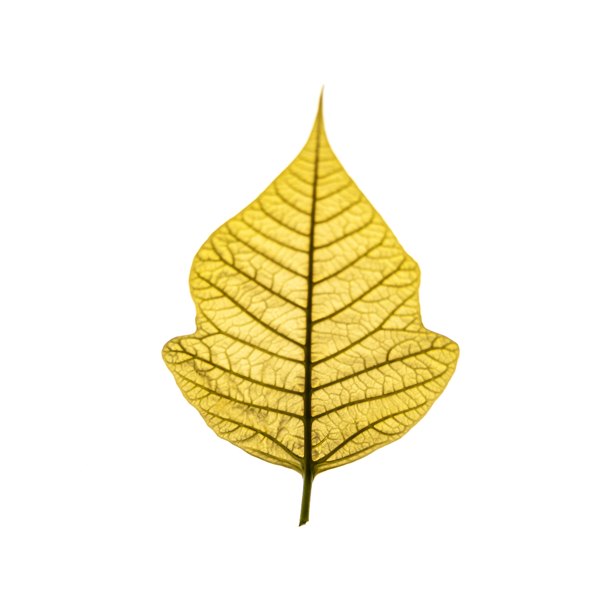 Flora