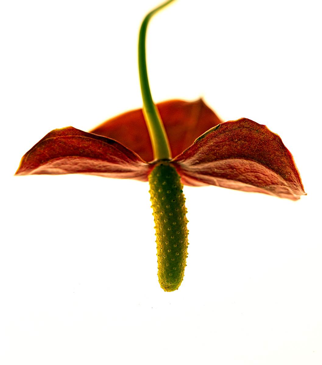 Flora