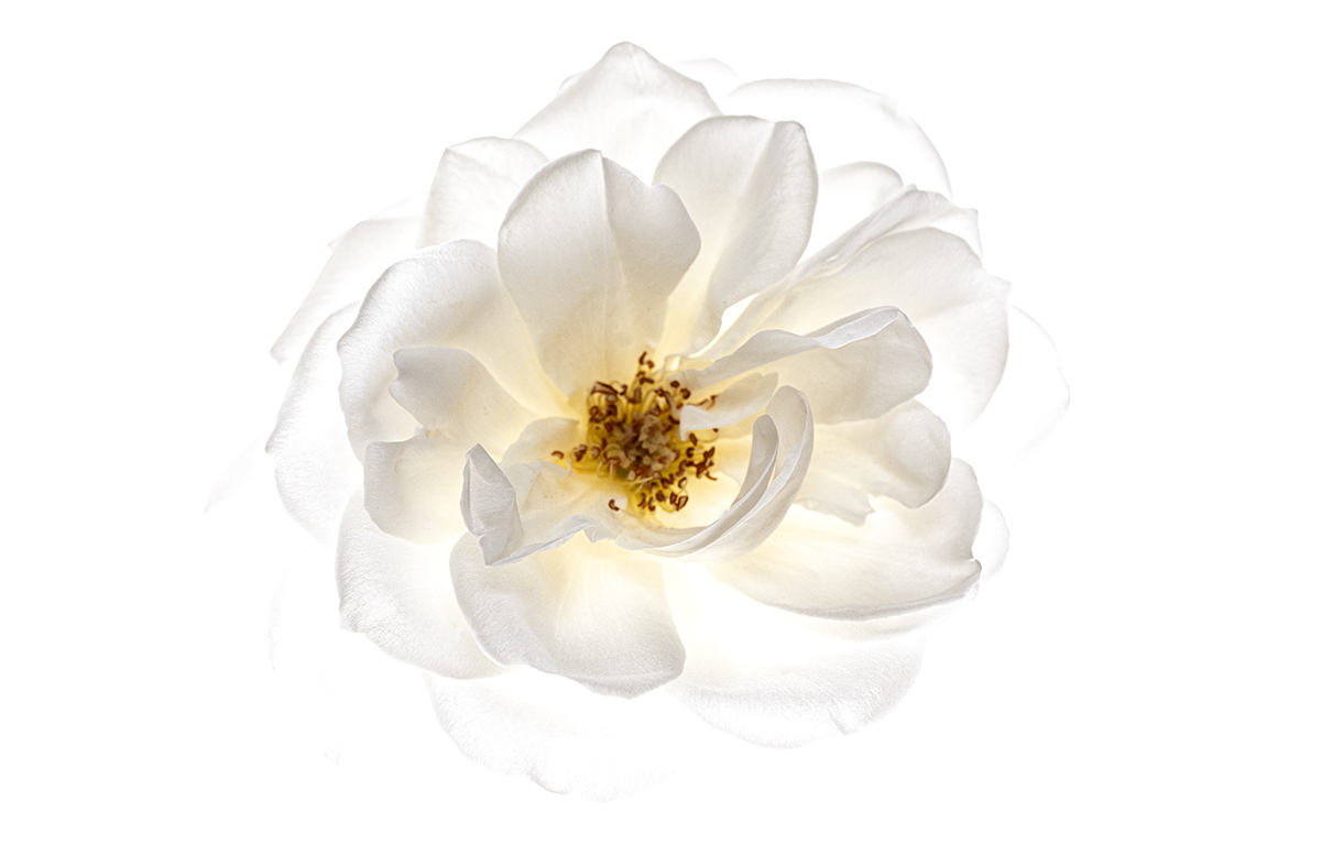 Flora