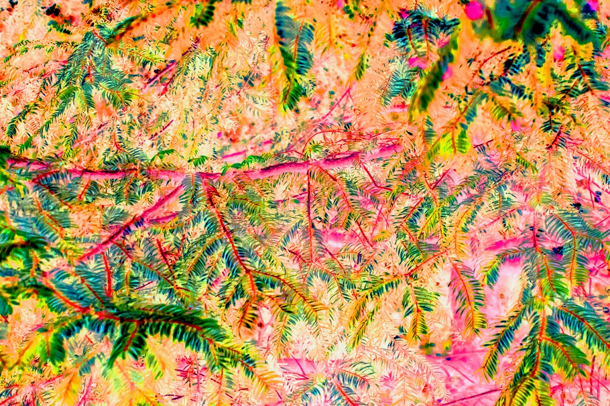 Conceptual Flora
