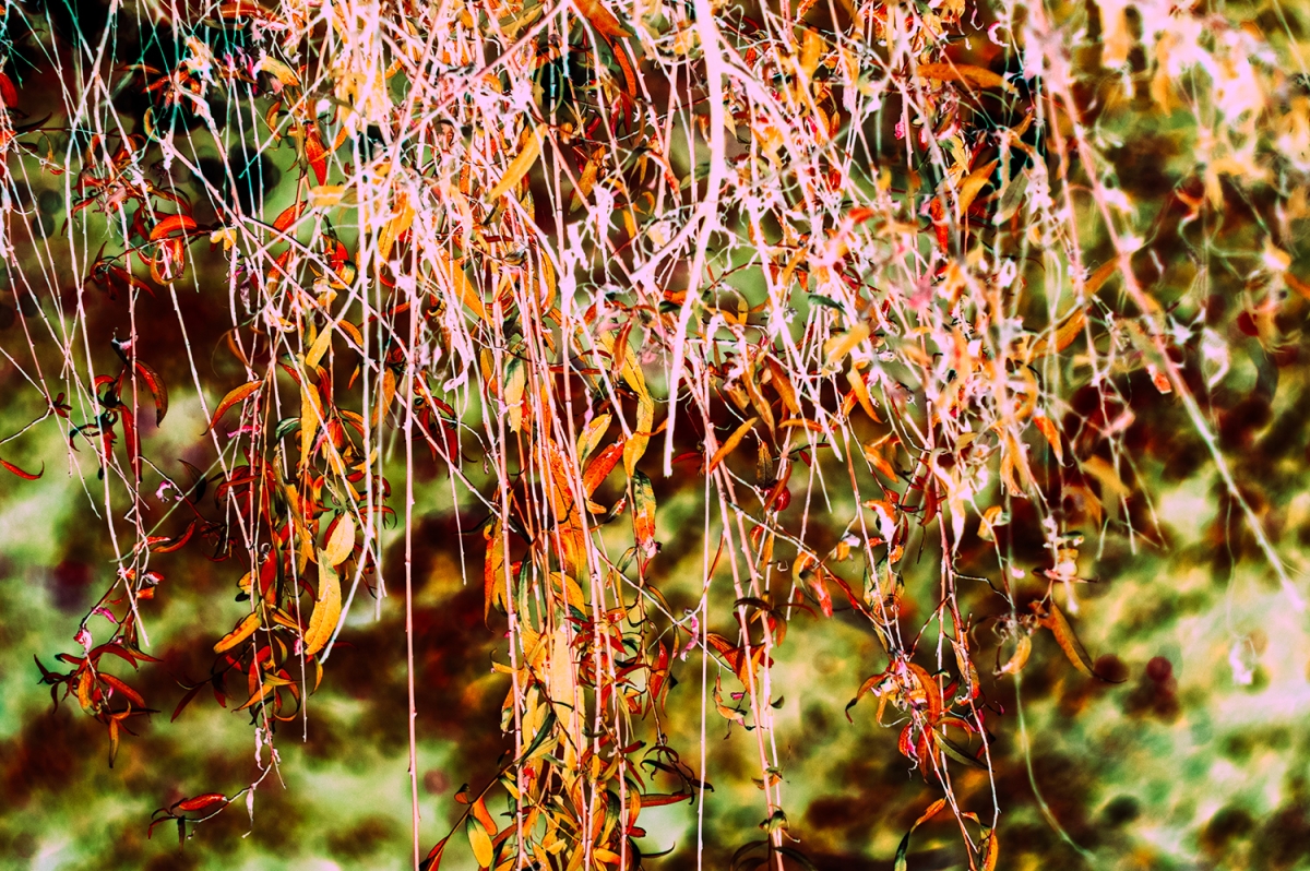 Conceptual Flora