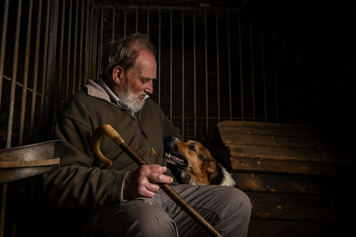 Shepherd and Collie connect